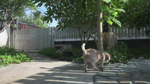 curious female little dog walking and pees near tree