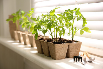 Gardening tools and green tomato seedlings in peat pots on white windowsill indoors