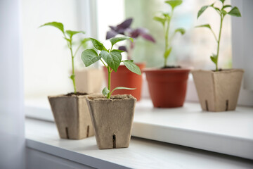 Green pepper seedlings in peat pots on window sill indoors