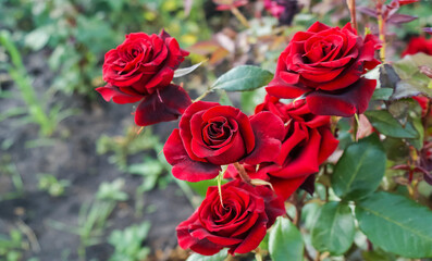 red bright blooming rose in the fresh air in summer