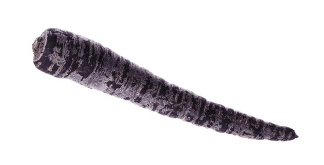 Fresh raw black carrot isolated on white