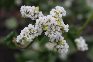 white buckwheat flowers