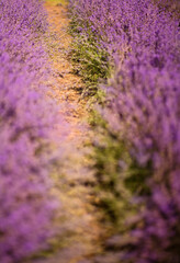 Fototapeta na wymiar Vertical picture of lavender field in summer. Flowers in lavender fields in Provence mountains. Rows of lavender in evening light