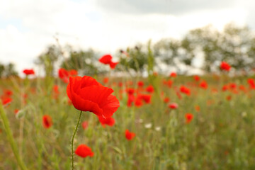 Beautiful red poppy flower growing in field, closeup