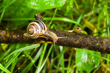 Snail on the branch on a summer sunny day.