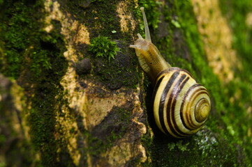Snail on the trunk of a tree on a summer sunny day. © Marcin Olszewski 