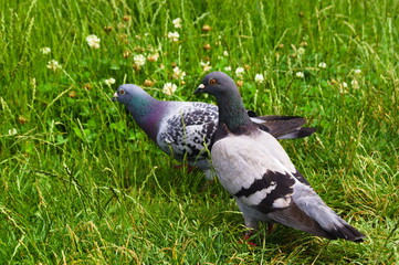 pigeons on a summer day on the grass.