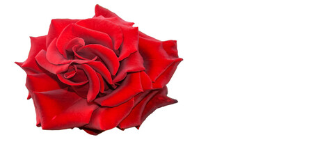 bright blooming rose on an isolated background