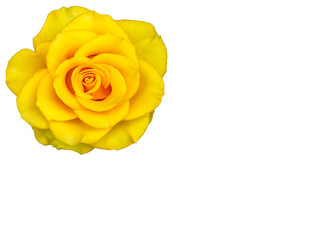 bright blooming rose on an isolated background