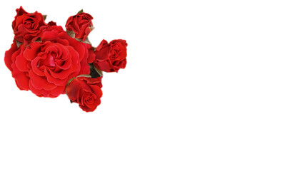 bright blooming rose on an isolated background