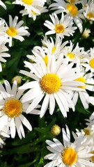 Fototapeta premium Daisy flowers and green grass. Background of daisies blooming in a meadow. Top view close up