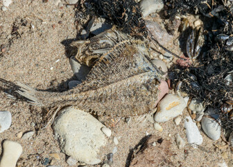 dead fish skeleton fragments on a pebble background, Baltic Sea coast, Estonia