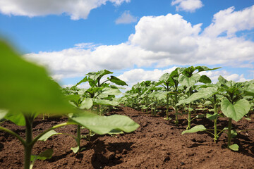 Agricultural field with young sunflower plants on sunny day