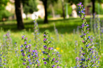 field plant with many small purple flowers. The background is blurred. Against the background of trees and grass of the park