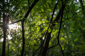 Green Leaf background