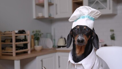 Cute little dachshund wearing funny chef white costume and cook hat, nose in a flour. Businessman in official suit writing something. Concept of strict master, employer, owner and his dog.