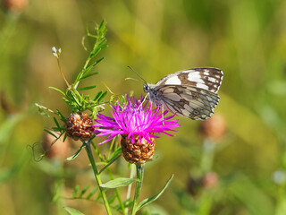 Butterfly sitting on a flower