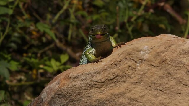 Male Ocellated lizard sunbathing on a rock in the early morning