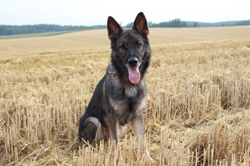 Deutscher Schäferhund im abgemähten Weizenfeld