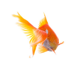 Beautiful bright small goldfish isolated on white