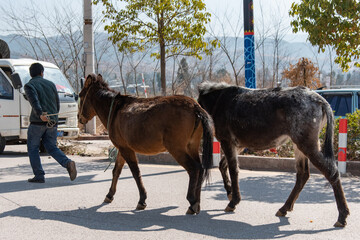 View of narrow street in rural traditional Chinese village. Typical street scene in Chinese villages