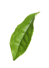 Obraz premium Green leaf of tea plant isolated on white