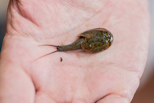 Living fossil triops granarius tiny animal resting on a white hand