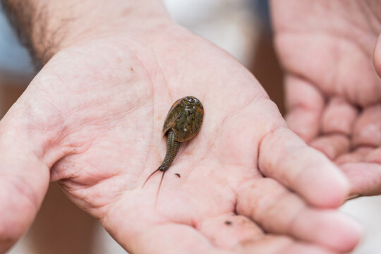 Living fossil triops granarius tiny animal resting on a white hand