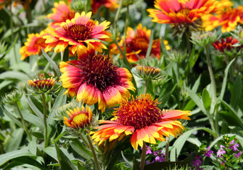 Blooming Rudbeckia (lat. Rudbeckia) in the flowerbed