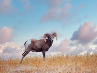 Obraz premium Bighorn Sheep Ram & Ewe in Badlands National Park, South Dakota, USA