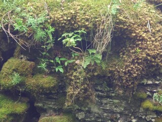 moss on the stone