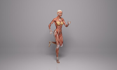 3D Rendering : a running female character with muscle tissues display