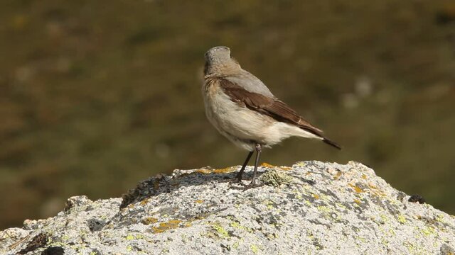 Northern wheatear female one of the rocks of his breeding , Oenanthe oenanthe
