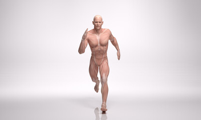 3D Rendering : a running male character with muscle tissues display
