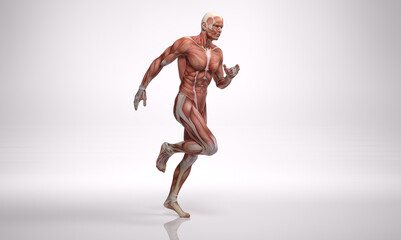 3D Rendering : a running male character with muscle tissues display