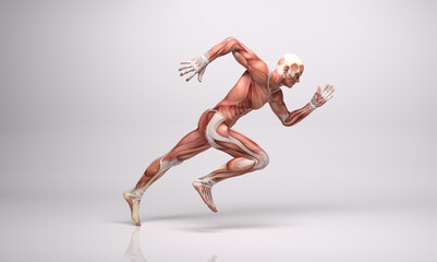 Fototapeta na wymiar 3D Rendering : a running male character with muscle tissues display