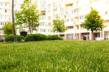 Fresh green grass in park on sunny day