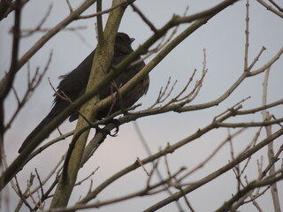 bird in tree