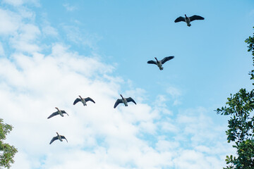 Flight of wild geese in the natural environment.