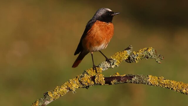 Common redstart male with the last lights of the afternoon, Phoenicurus phoenicurus