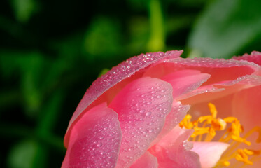 Close Up Of Water Drops On Pink Flower Bud. Bud of pink peony flower in garden.