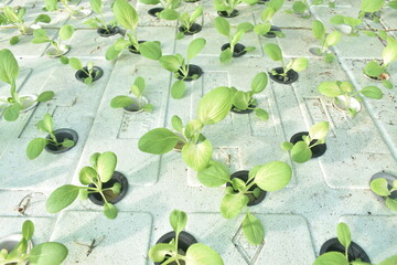Fresh pakchoy mustard hydroponic plants