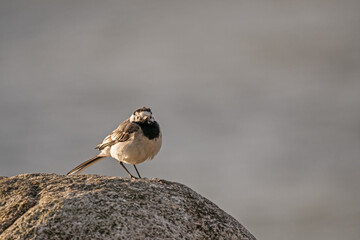 Fototapeta premium Bachstelze 2 