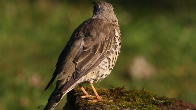 Mistle thrush with the first light of dawn