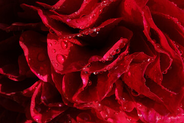 Close-Up Of Water Drops On Red Peony Flower Bud. Shallow depth of field