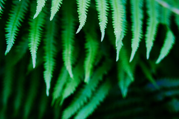 Close up view beautiful perfect young growing fern leaves in the forest. Mystery vibrant color foliage abstract background. Backdrop natural texture of lush fern thickets. Copy space for text design