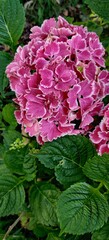 hydrangea