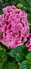 Fototapeta premium hydrangea