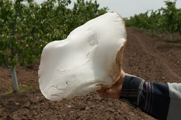 Male hand in a plaid shirt holds a giant white mushroom. Simple wholesome organic food, rural life concept. Leucopaxillus giganteus, giant funnel. An old man a mushroom picker with a good harvest.