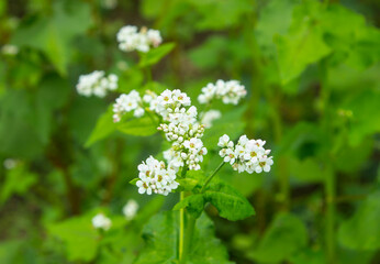 Obraz na płótnie Canvas Buckwheat flower. Blossoming buckwheat steam on a green leaves background. Growing own healthy food. Closeup, selective focus